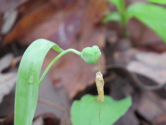 Erythronium albidum