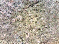 Brianaria bauschiana