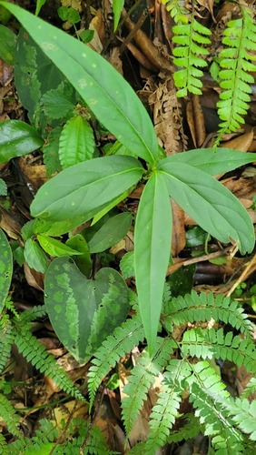 Euonymus oxyphyllus iNat (2)