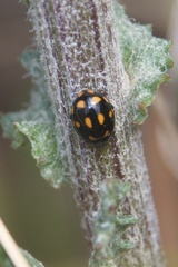 Coccinella leonina