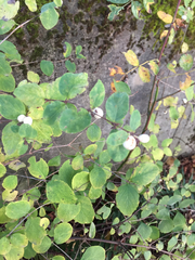 Symphoricarpos albus albus