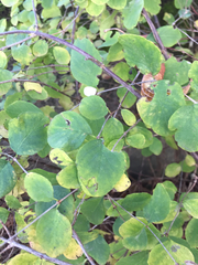 Symphoricarpos albus albus