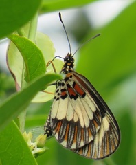 Acraea cabira