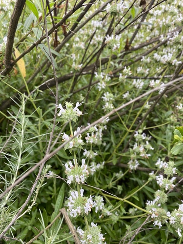 iNaturalist observation photo of black sage