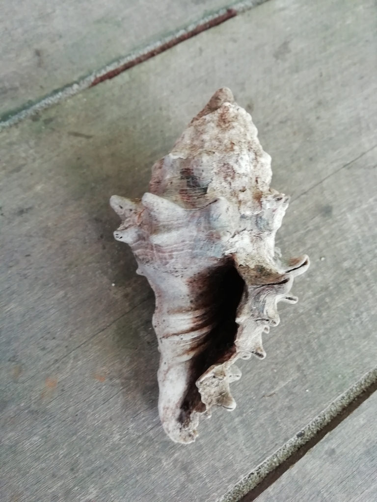 Turbinelloidea