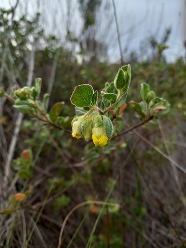 Image of Hermannia salviifolia by (c) Christiaan Viljoen, some rights reserved (CC BY)