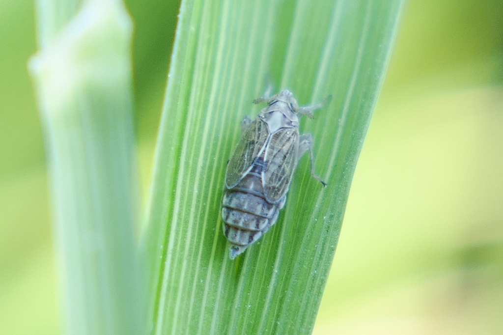 White-backed Planthopper