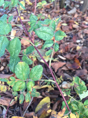 Rosa nutkana hispida