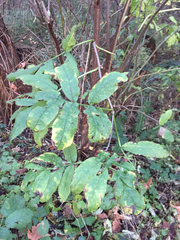 Sambucus racemosa racemosa
