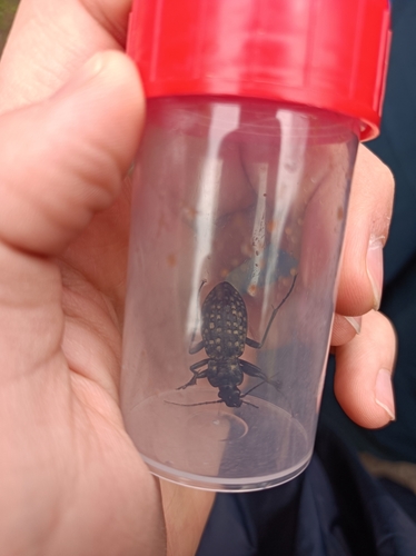 bystruška potočná (Carabus variolosus)