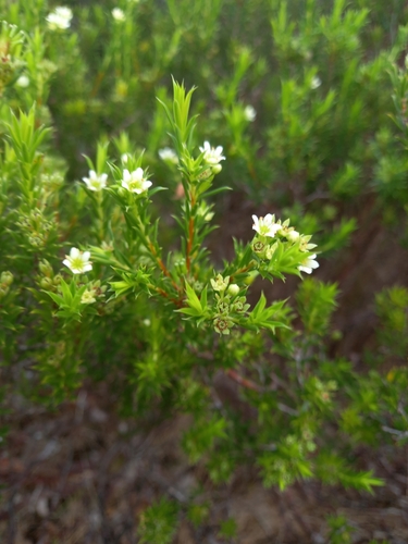 Diosma aristata