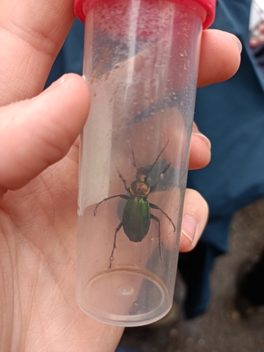 bystruška lesklá (Carabus obsoletus)