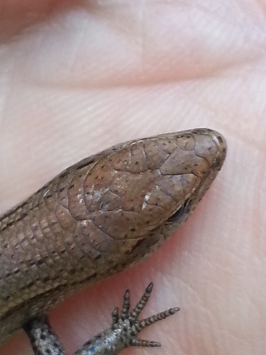 Dark-flecked Garden Sunskink