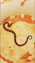 Lampropeltis