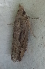 Strepsicrates ejectana