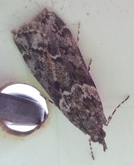 Eudonia submarginalis