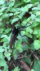 Archilestris magnificus