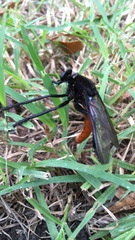Archilestris magnificus