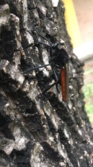 Archilestris magnificus