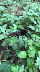 Archilestris magnificus