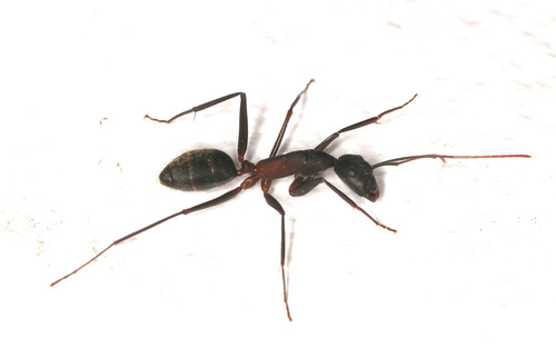 Camponotus pexusCamponotus pexus