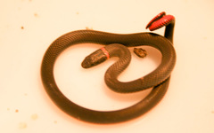 Diadophis punctatus modestus