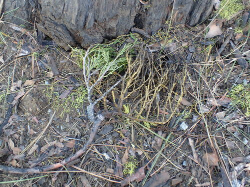 Incense cedar mistletoe (Phoradendron libocedri)