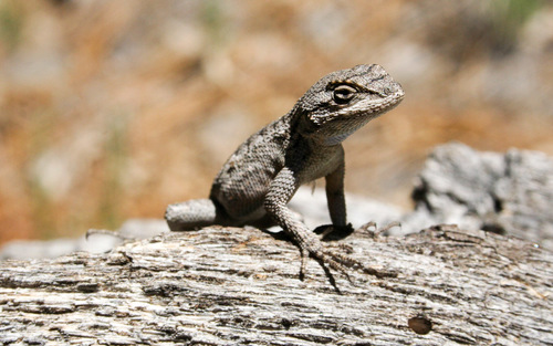 iNaturalist observation photo of Great Basin Fence Lizard