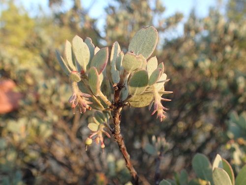 Image of Arctostaphylos nissenana by (c) Justin Paulin, some rights reserved (CC BY)