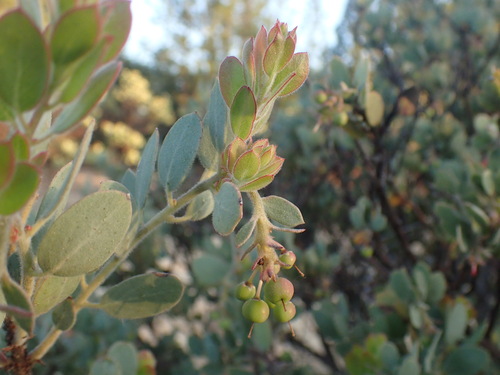 Image of Nissenan Manzanita (Arctostaphylos nissenana) by (c) Justin Paulin, some rights reserved (CC BY)