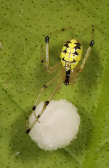 Phylloneta pictipes
