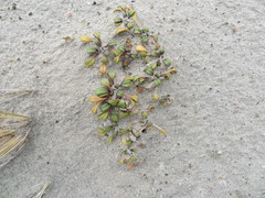 Gentianella saxosa