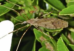 Rhamphophila lyrifera