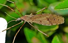 Rhamphophila lyrifera