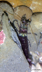 Heptacarpus taylori