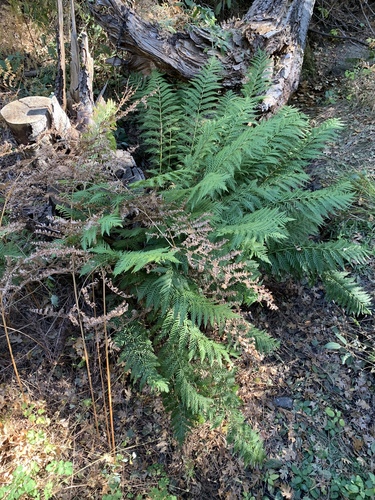 iNaturalist observation photo of giant chain fern