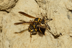 Leucospis