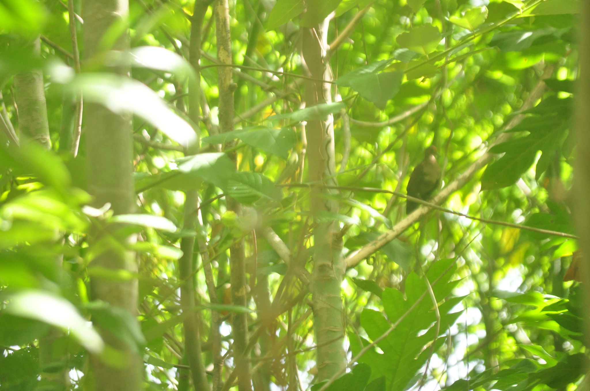 Shy Ground Dove (Pampusana stairi), photo 2