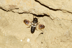 Megachile disjunctiformis