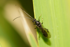 Ponerinae