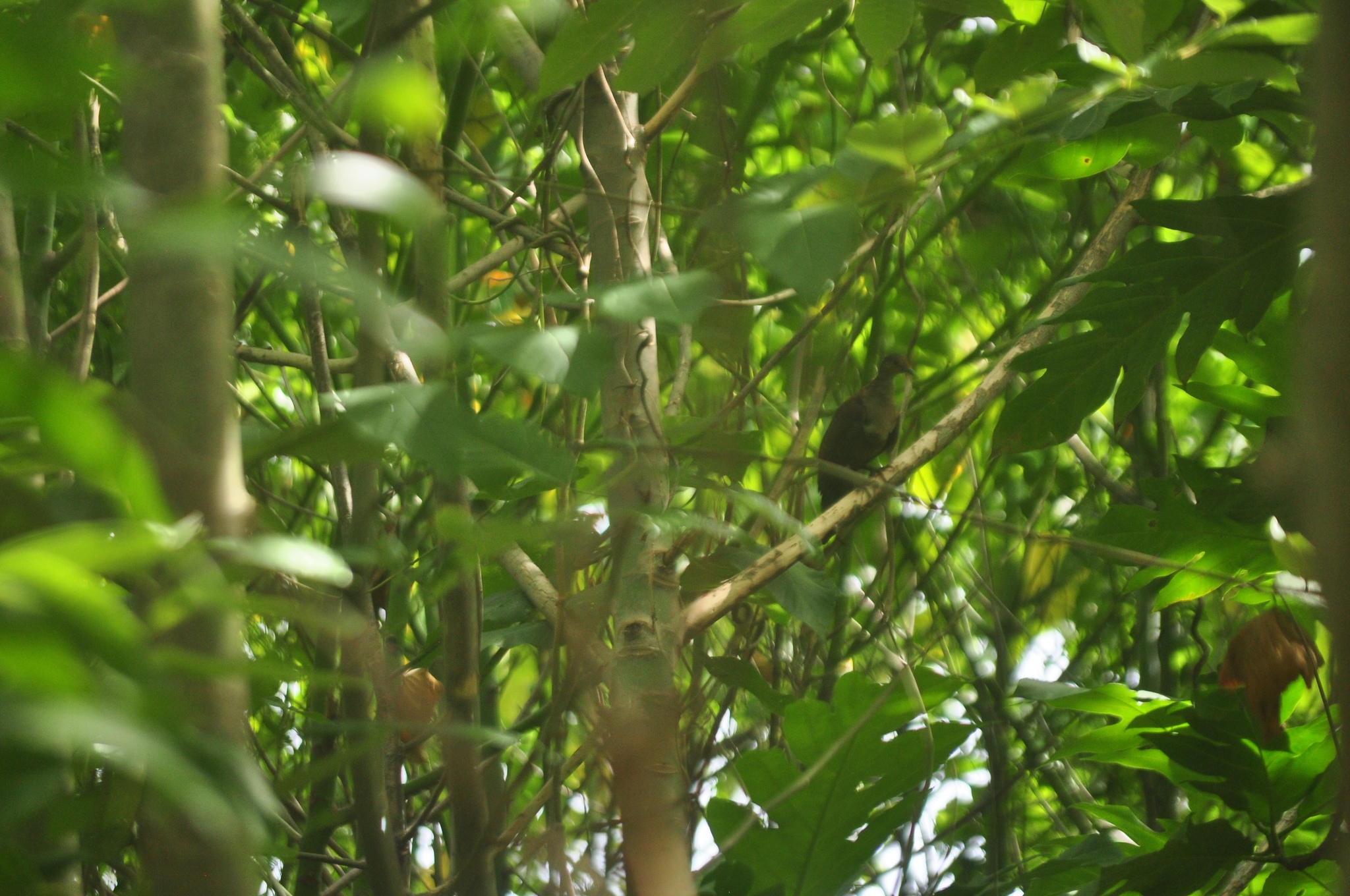 Shy Ground Dove (Pampusana stairi), photo 3