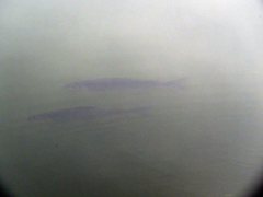 Prochilodus lineatus