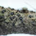 Tryblidiopsis pinastri - Photo (c) Carl-Adam Wegenschimmel, μερικά δικαιώματα διατηρούνται (CC BY-NC), uploaded by Carl-Adam Wegenschimmel