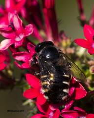 Xylocopa tabaniformis parkinsoniae