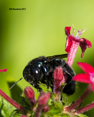 Xylocopa tabaniformis parkinsoniae