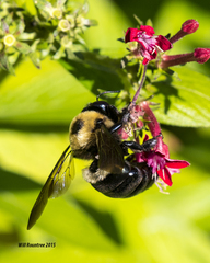 Xylocopa tabaniformis parkinsoniae