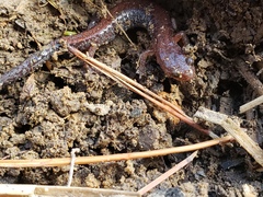 Plethodon dorsalis