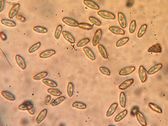 Aureoboletus citriniporus