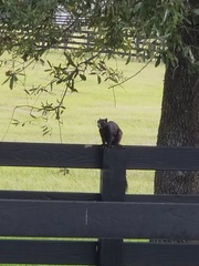 Sciurus niger shermani