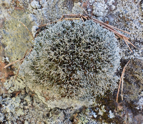 Fragile Coral Lichen